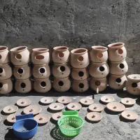 فنچ مرغ عشق