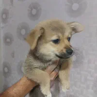 توله پامر اشپیتز