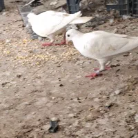 کبوتر پلاکی سفید آلمانی مسافتی|پرنده|شیراز, دارالرحمه|دیوار