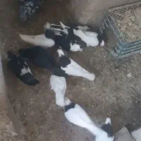 ۲۰ تا کفتر هم پرشی هم جفتگاه