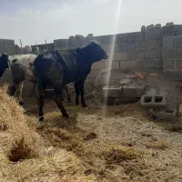 گوساله نر|حیوانات مزرعه|سده (خراسان جنوبی), |دیوار