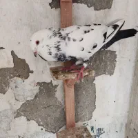 کبوتر پرشی نر ماده گرگی ابلغ|پرنده|بابل, |دیوار