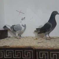 چند جفت کبوتر هم برای جفت هم پرش