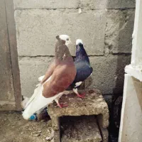 کبوتر جفت شازده