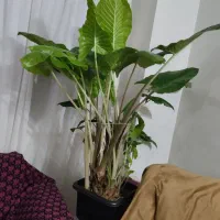 گل طبیعی