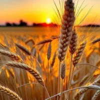 یک خط تلفن ثابت محدوده عبدل‌آباد