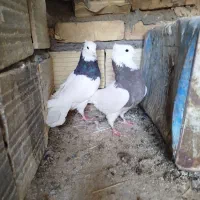 کبوتر طوقی و پرشی وزینتی