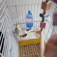 یک جفت عروس هلندی|پرنده|گلپایگان, |دیوار