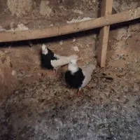 یه جفت طوقی سیاه