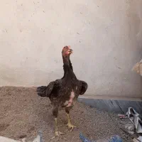 مرغ لاری طوسی