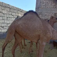 هاشی شتر|حیوانات مزرعه|یزدان شهر, |دیوار