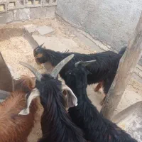 کهره نر و ماده|حیوانات مزرعه|بندر گناوه, |دیوار