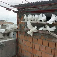 انواع‌کفتر‌دم‌چتری‌اصل‌وزیبا|پرنده|بندر ترکمن, |دیوار