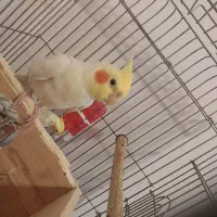 جفت عروس هلندی