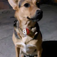 فروش توله سگ|سگ|گلبهار, شهر جدید گلبهار|دیوار