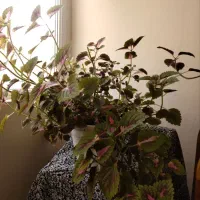 گل حسن یوسف|گل و گیاه طبیعی|گلبهار, شهر جدید گلبهار|دیوار