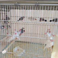 فروش فنچ نرگسی و مرغ عشق رینبو