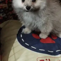 پامر عروسکی بسیار ریز|سگ|کهریزک, |دیوار