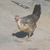 مرغ بومی تخم گذار ۲ ساله|پرنده|اصفهان, سپاهانشهر|دیوار