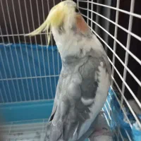 عروس هلندی نر سخنگو  3 ساله