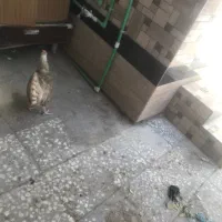 مرغ خونگی اصیل زابل سفید یکدست  -دوحلقه سیمانی
