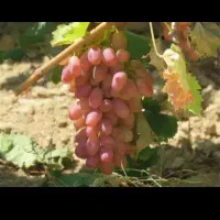 انگور آب گیری کیلوی ۵۰هزارتومان|خوردنی و آشامیدنی|شاهرود, |دیوار