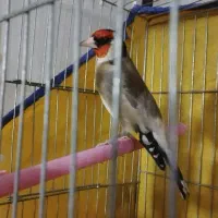 سهره‌چهارگل