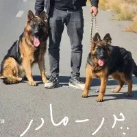 سگ ژرمن|سگ|صوفیان, |دیوار