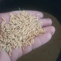 شالی بذر طارم سنگی