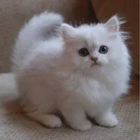 گربه شما را ریگان میپذیرم