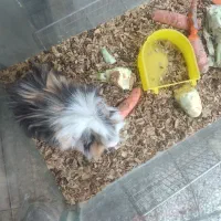 خوکچه و همستر