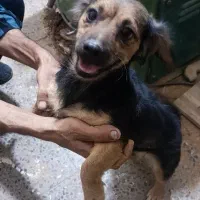 واگذاری ماده اشپیتز|سگ|کرمان, |دیوار