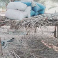 ضایعات خرما