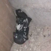 کبوتر