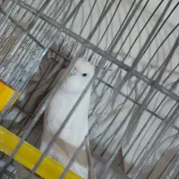 مرغ عشق انگلیسی