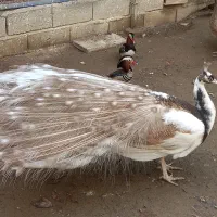 فروش طاووس و پرنده زینتی