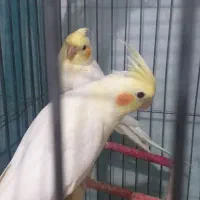 عروس هلندی نر و ماده دونه ای ۸۵۰ جفتشون ۱۷۰۰