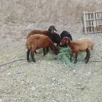 قوچ