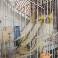 عروس هلندی ماده ۴ ماهه