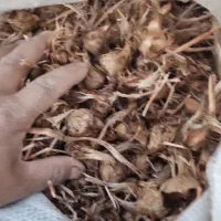 پیاز زعفران قائن زیرکوه بیرجند