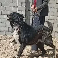 سگ قدرجونی|سگ|فلاورجان, |دیوار