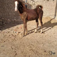 کره نریان نویه بن طوطی