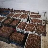 برحی مچبوس|خوردنی و آشامیدنی|اهواز, پردیس دو|دیوار