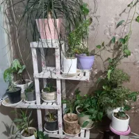 تعدادی گل ترعینی اپارتمانی زیبا با استند شیک