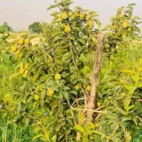 فروش ۲ هکتار در گل سرخ|فروش دفتر صنعتی، کشاورزی، تجاری|شیراز, گل سرخ|دیوار