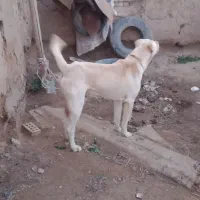 واگذاری  سگه گله بشرط