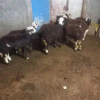 بره نر و ماده