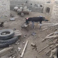 خر نر رمگی یک ساله