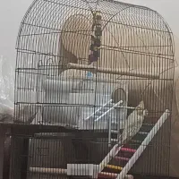 عروس هلندی ماده باقفس