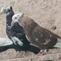 کبوتر ملاقی بازیکن دمی|پرنده|خورموج, |دیوار
